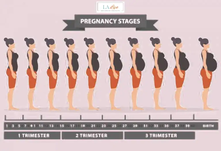 First Trimester (Weeks 1–12): Early Changes You Might Not Notice Blackwall